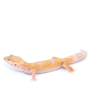 Sub Adult/Adult Hybino Leopard Gecko